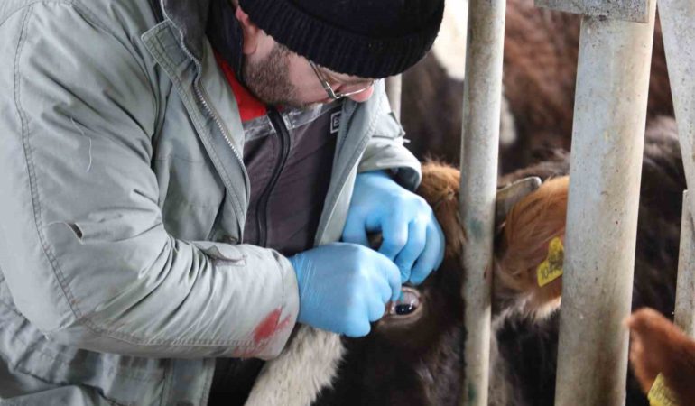 “Hayvan Hastalıkları ile Mücadele Programı” kapsamında aşılamalar başladı