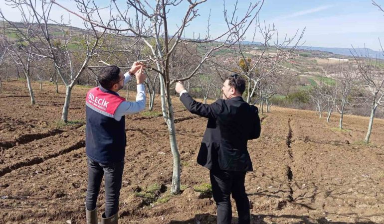 Bilecik’te don afeti sonrası hasar tespit çalışmaları devam ediyor