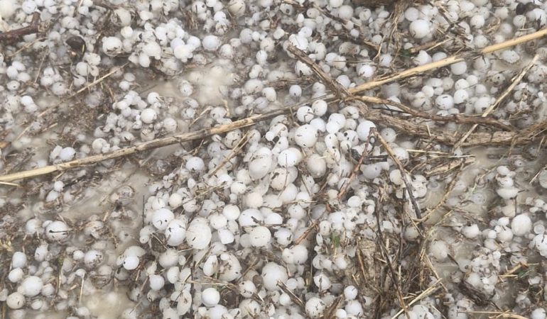 Ceviz büyüklüğünde dolu yağdı, 700 dekar tarım arazisi zarar gördü