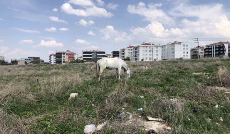 Eskişehir’de başıboş atlar