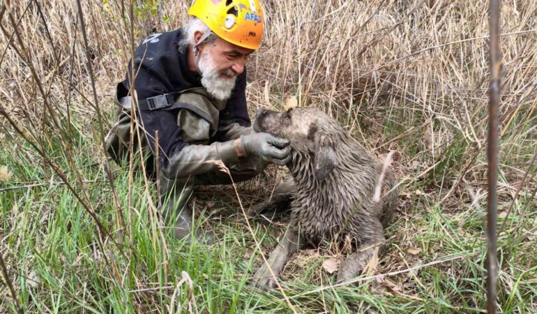 Su dolu kuyuya düşen köpek kurtarıldı